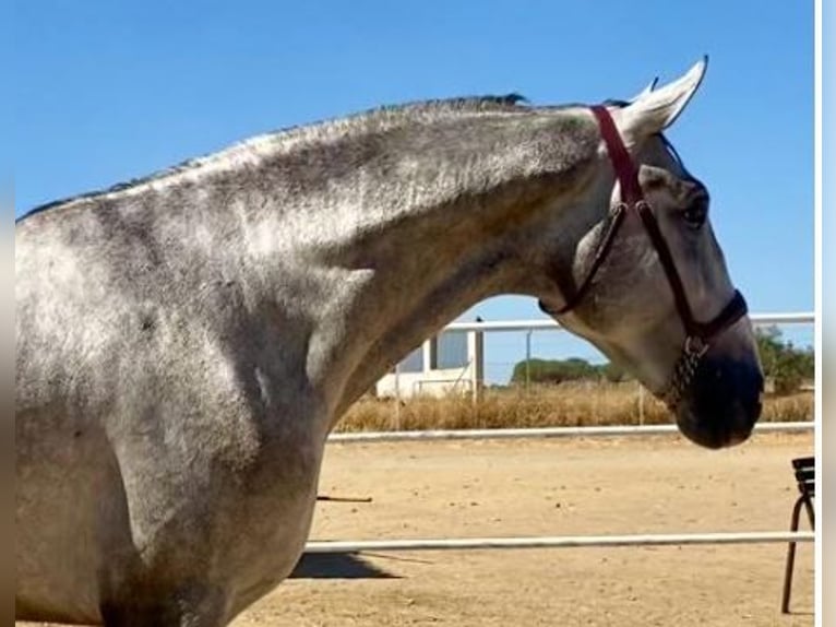 PRE Mix Ogier 3 lat 175 cm Siwa in Navalvillar De Pela