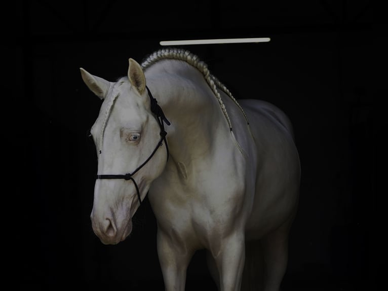 PRE Mix Ogier 4 lat 147 cm Cremello in MADRID