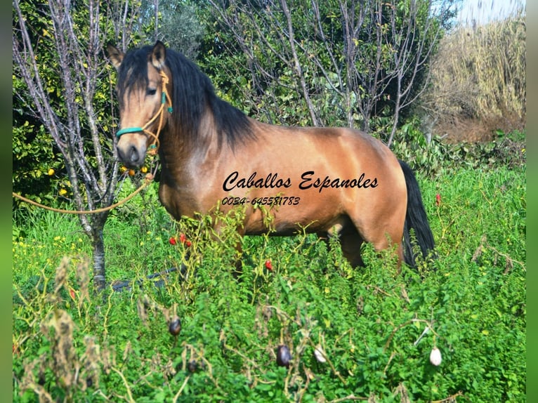 PRE Mix Ogier 4 lat 149 cm Jelenia in Vejer de la Frontera