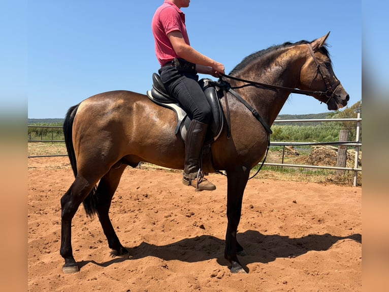 PRE Mix Ogier 4 lat 150 cm Jelenia in Vejer de la Frontera