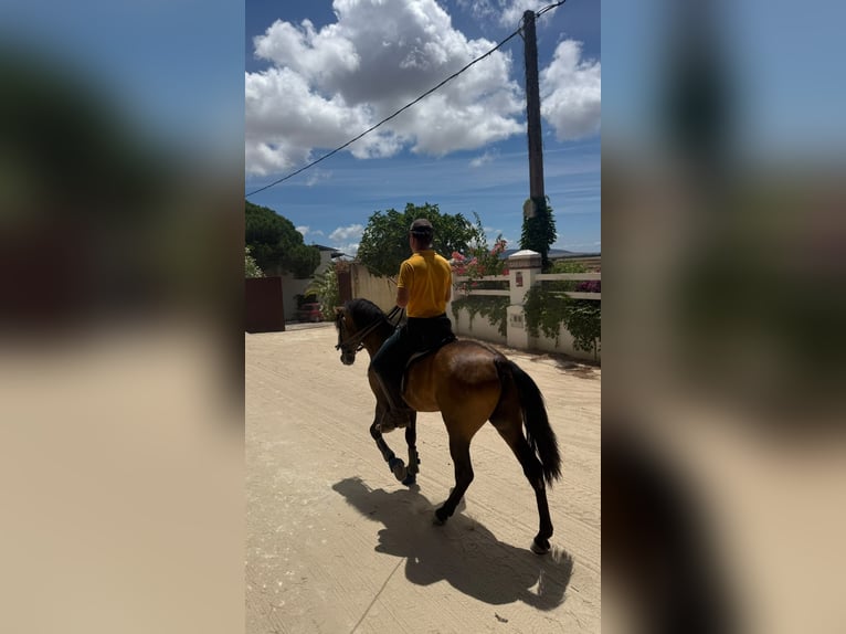 PRE Mix Ogier 4 lat 150 cm Jelenia in Vejer de la Frontera