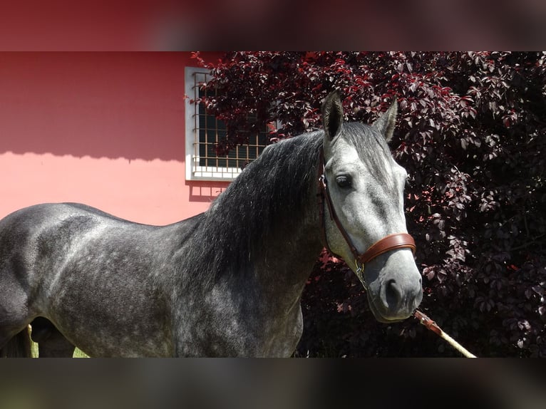 PRE Ogier 4 lat 156 cm Siwa in Alpera
