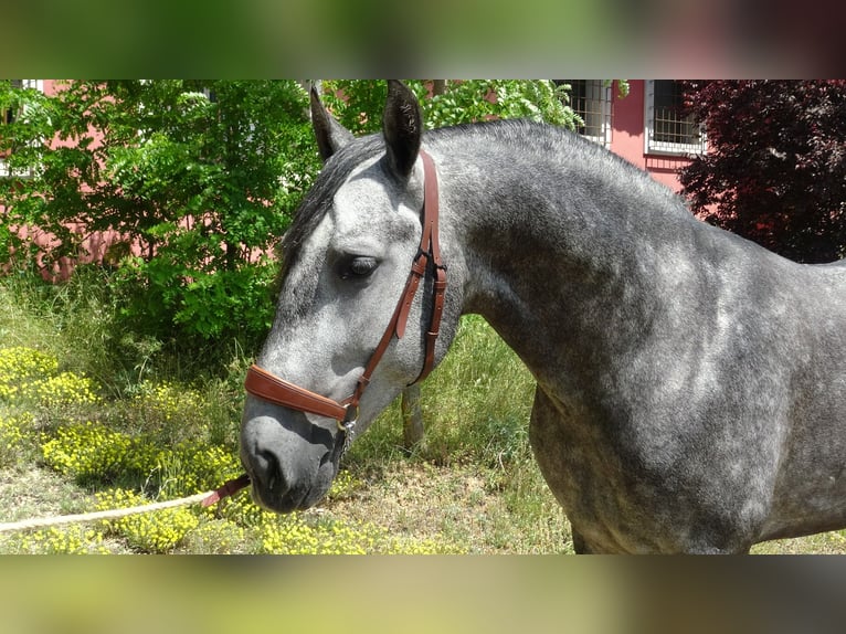 PRE Ogier 4 lat 156 cm Siwa in Alpera
