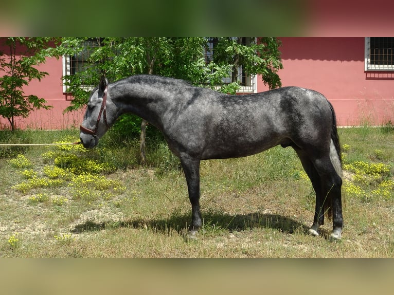 PRE Ogier 4 lat 156 cm Siwa in Alpera