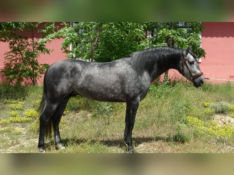 PRE Ogier 4 lat 156 cm Siwa in Alpera