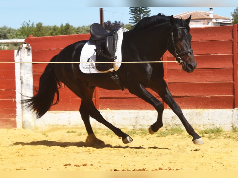PRE Ogier 4 lat 157 cm Ciemnogniada in Provinz Malaga
