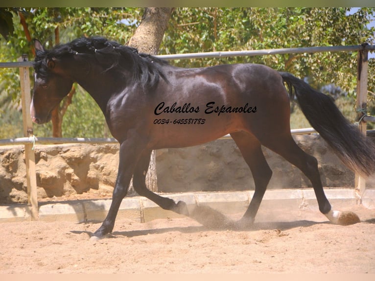 PRE Mix Ogier 4 lat 157 cm Skarogniada in Vejer de la Frontera