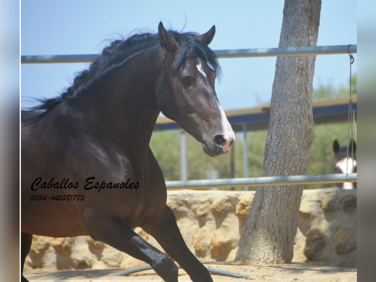 PRE Mix Ogier 4 lat 157 cm Skarogniada in Vejer de la Frontera