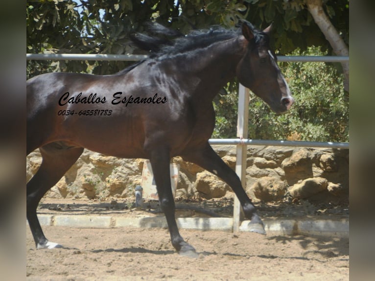 PRE Mix Ogier 4 lat 157 cm Skarogniada in Vejer de la Frontera