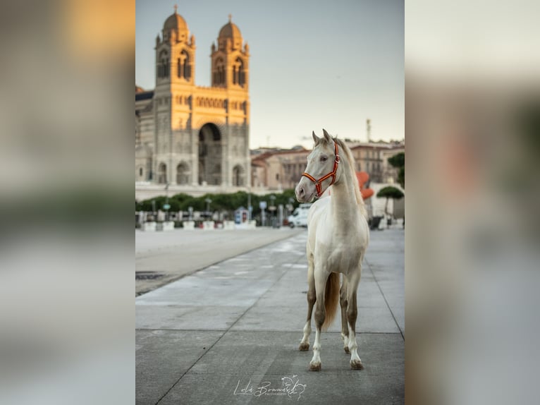 PRE Mix Ogier 4 lat 158 cm Perlino in Cornillon-Confoux