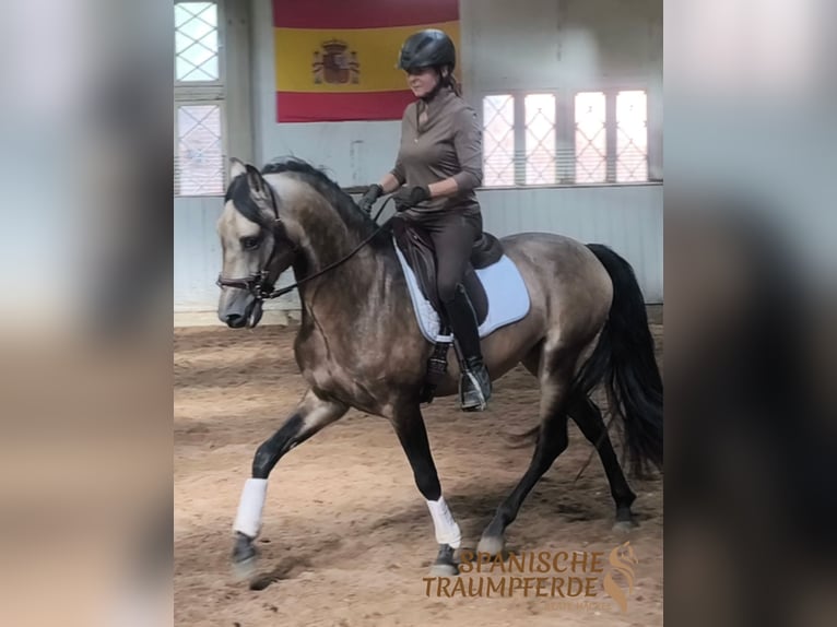 PRE Ogier 4 lat 160 cm Bułana in Traventhal