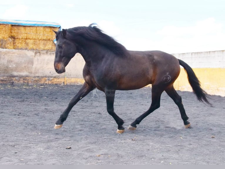 PRE Ogier 4 lat 160 cm Ciemnogniada in Provinz Granada