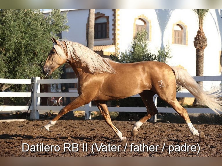 PRE Ogier 4 lat 160 cm Gniada in Provinz Cordoba