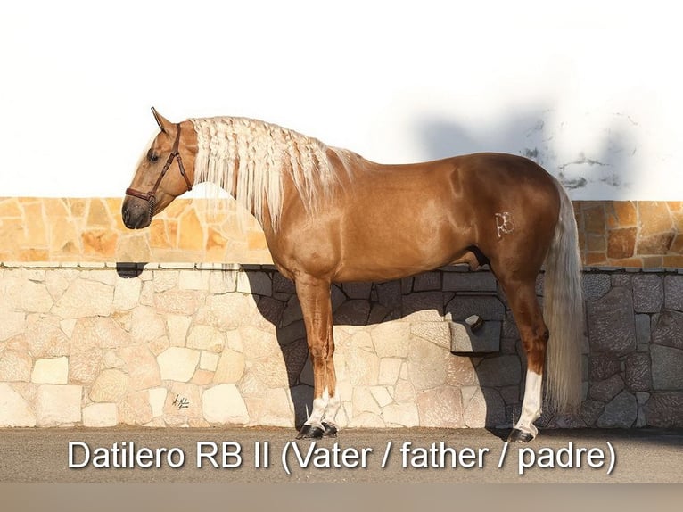 PRE Ogier 4 lat 160 cm Gniada in Provinz Cordoba