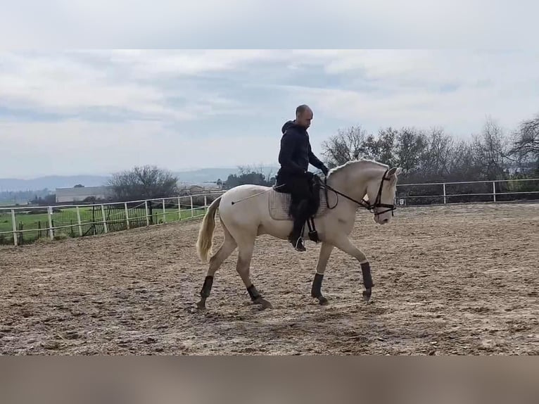 PRE Ogier 4 lat 160 cm Perlino in Galaroza (Huelva)
