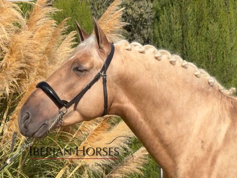 PRE Mix Ogier 4 lat 161 cm Izabelowata in Navas Del Madroño PRE Mix Ogier 4 lat 161 cm Izabelowata in Navas Del Madroño