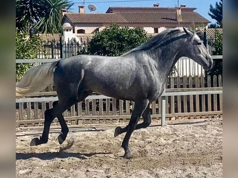 PRE Mix Ogier 4 lat 161 cm Siwa jabłkowita in Martfeld