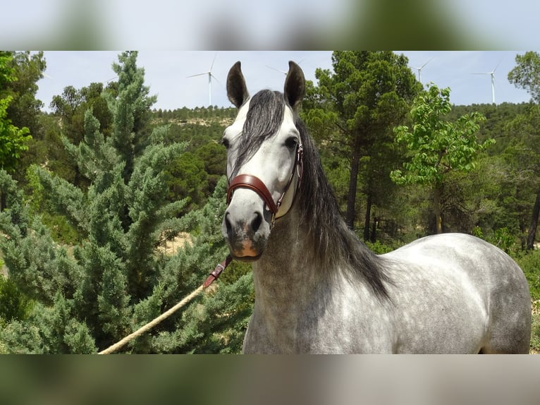 PRE Ogier 4 lat 161 cm Siwa in Alpera