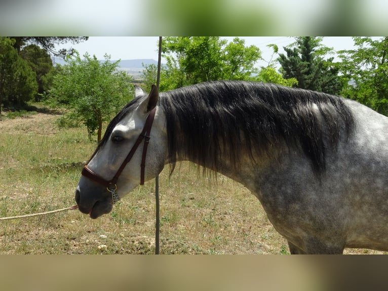 PRE Ogier 4 lat 161 cm Siwa in Alpera