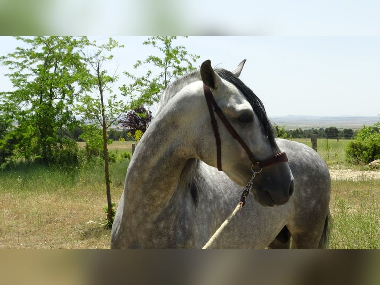 PRE Ogier 4 lat 161 cm Siwa in Alpera