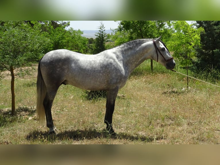 PRE Ogier 4 lat 161 cm Siwa in Alpera