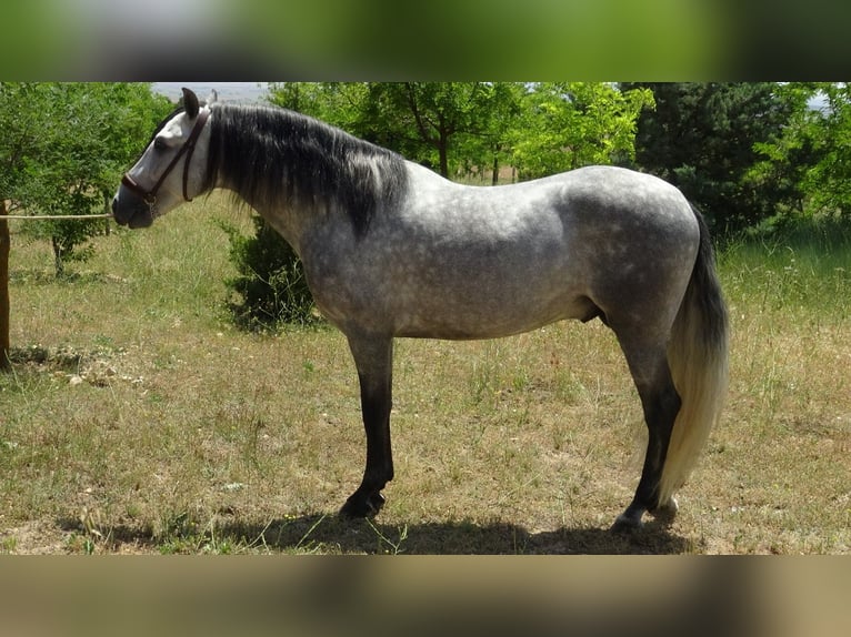 PRE Ogier 4 lat 161 cm Siwa in Alpera