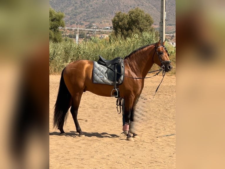 PRE Ogier 4 lat 162 cm Bułana in Marbella