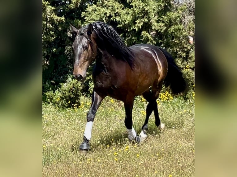 PRE Mix Ogier 4 lat 162 cm Ciemnogniada in Talavera De La Reina