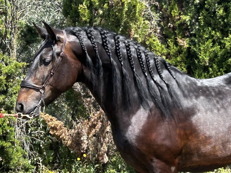 PRE Mix Ogier 4 lat 162 cm Ciemnogniada in Talavera De La Reina