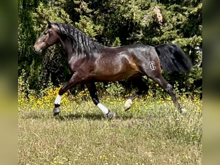 PRE Mix Ogier 4 lat 162 cm Ciemnogniada in Talavera De La Reina