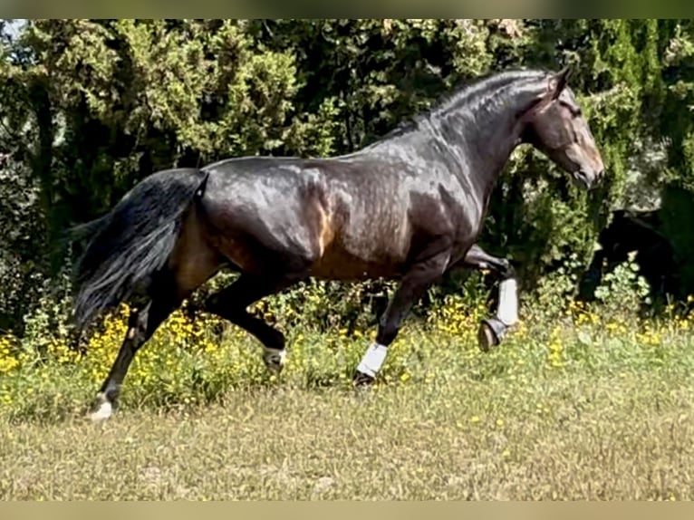 PRE Mix Ogier 4 lat 162 cm Ciemnogniada in Talavera De La Reina