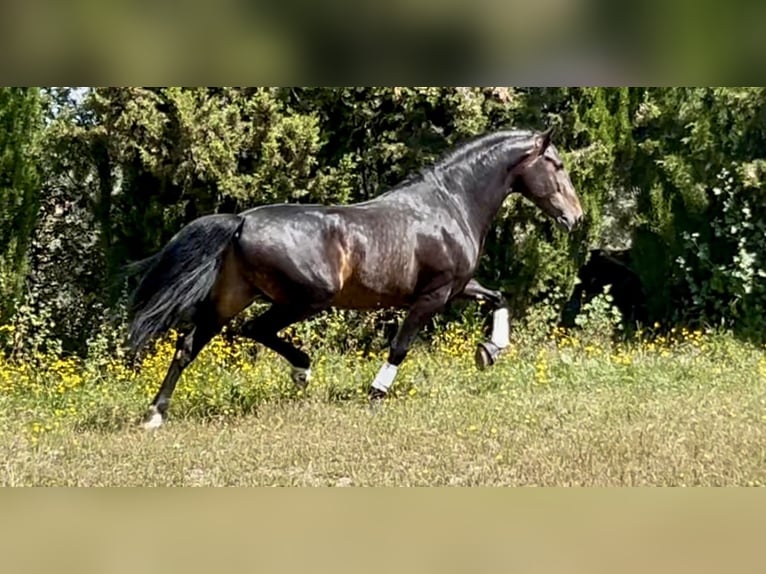 PRE Mix Ogier 4 lat 162 cm Ciemnogniada in Talavera De La Reina