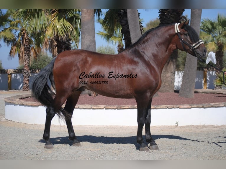 PRE Mix Ogier 4 lat 162 cm Gniada in vejer de la frontera