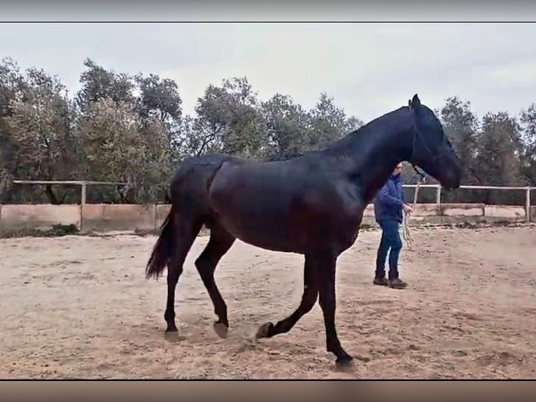 PRE Ogier 4 lat 162 cm Kara in Vejer de la Frontera