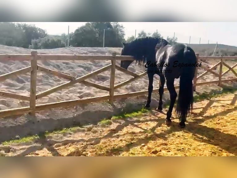 PRE Mix Ogier 4 lat 162 cm Kara in Vejer de la Frontera