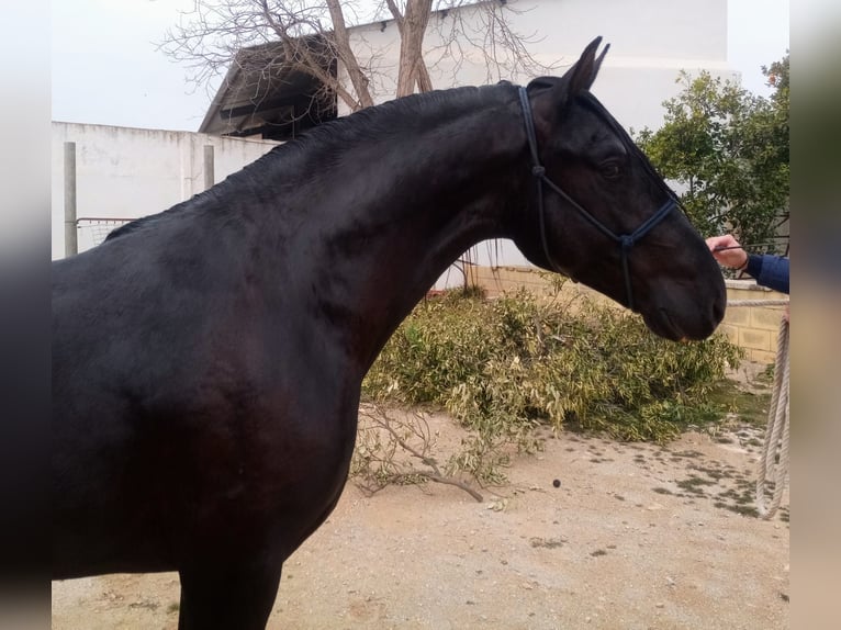 PRE Ogier 4 lat 162 cm Kara in Vejer de la Frontera