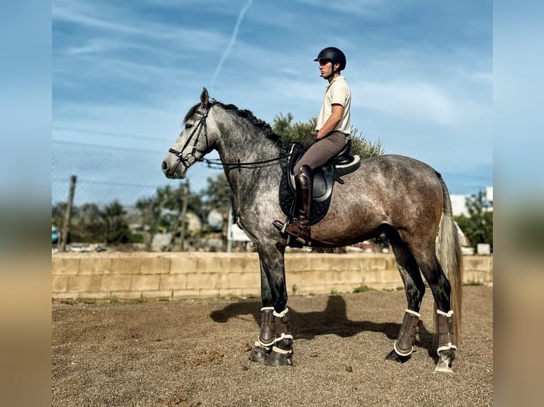 PRE Ogier 4 lat 162 cm Siwa jabłkowita in Sevilla