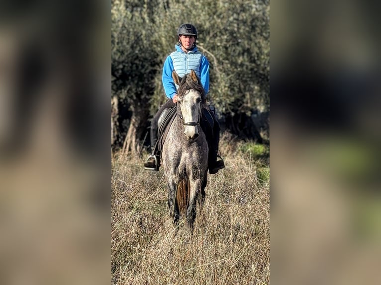 PRE Ogier 4 lat 162 cm Siwa jabłkowita in Sevilla