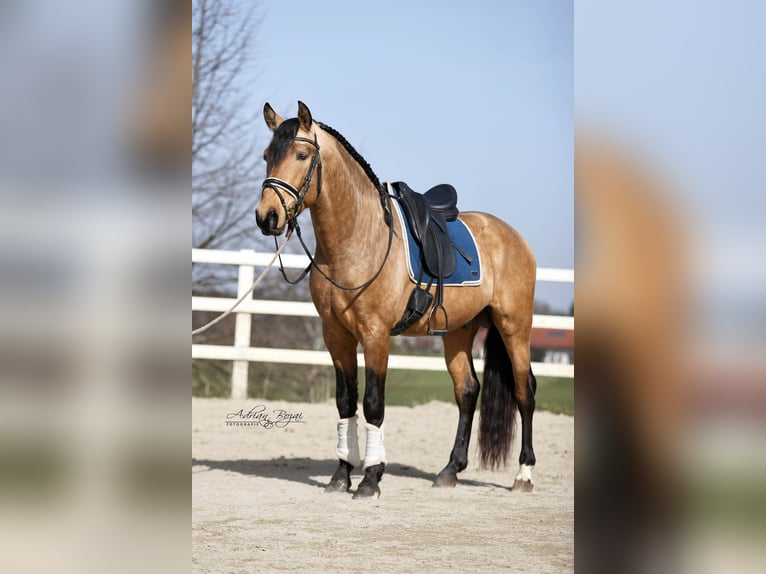 PRE Mix Ogier 4 lat 163 cm Bułana in Niederstaufen
