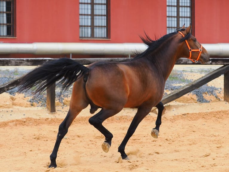 PRE Mix Ogier 4 lat 163 cm Gniada in Navas Del Madroño