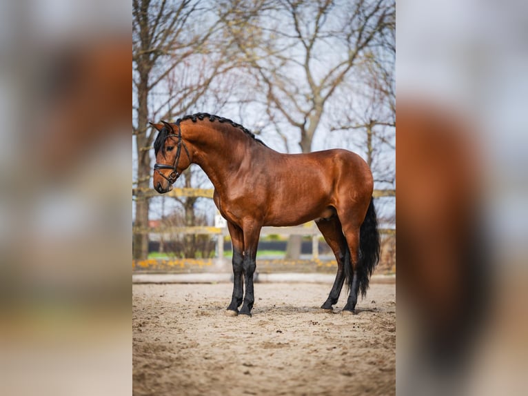 PRE Ogier 4 lat 163 cm Gniada in Poeldijk