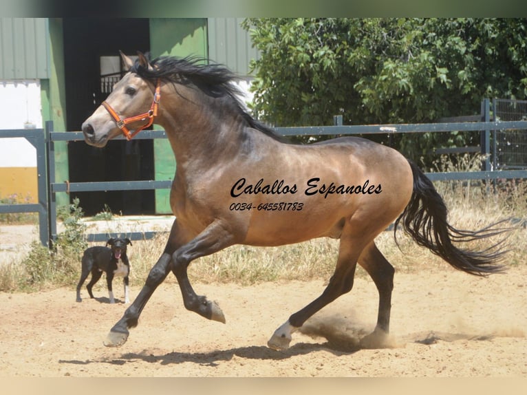PRE Mix Ogier 4 lat 163 cm Jelenia in Vejer de la Frontera