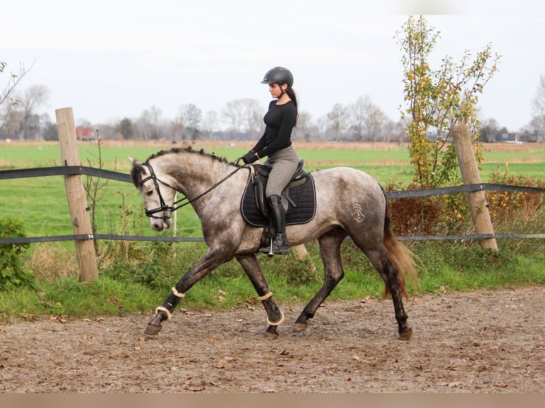 PRE Ogier 4 lat 163 cm Siwa in Wremen