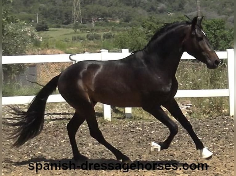 PRE Mix Ogier 4 lat 164 cm Ciemnogniada in Barcelona