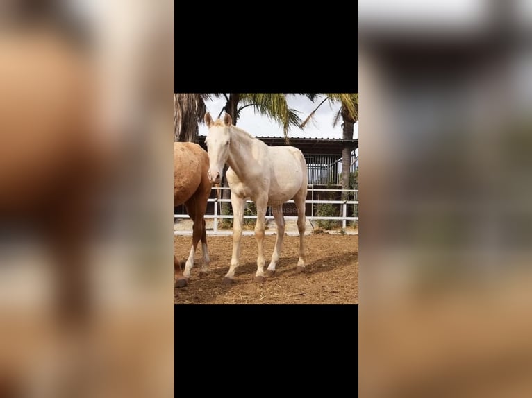 PRE Ogier 4 lat 164 cm Cremello in Marbella