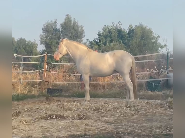 PRE Ogier 4 lat 164 cm Cremello in Marbella