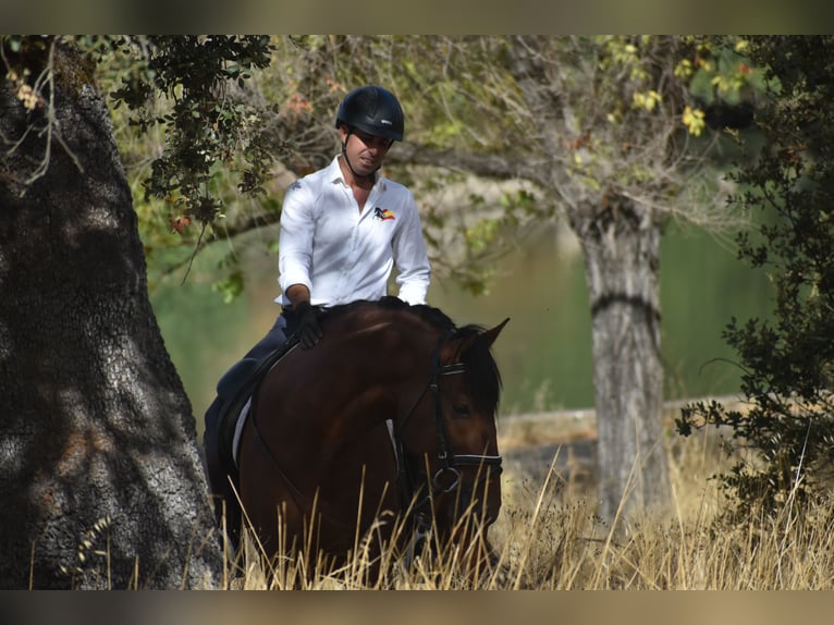 PRE Mix Ogier 4 lat 164 cm Gniada in El Real De La Jara