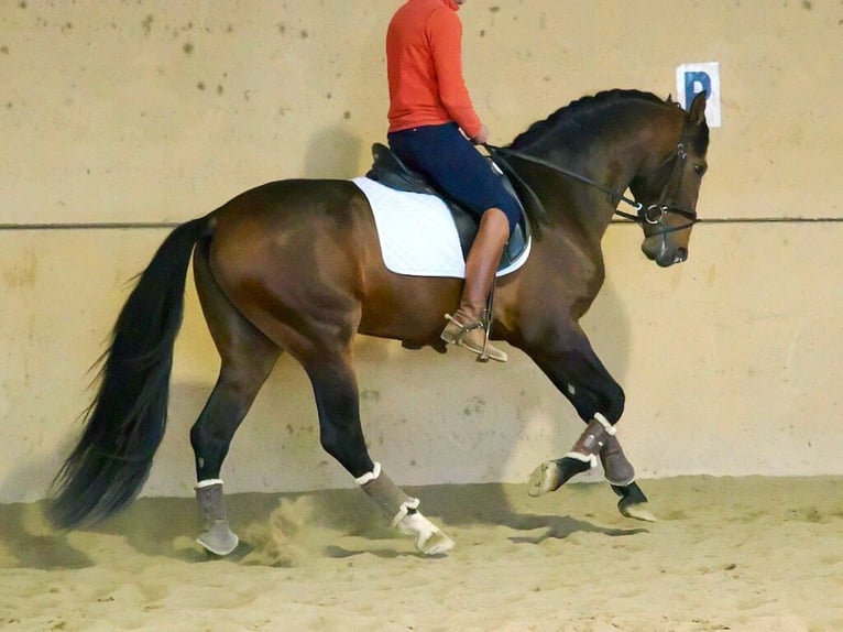 PRE Mix Ogier 4 lat 164 cm Gniada in Navas Del Madroño