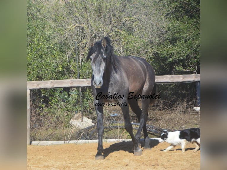 PRE Mix Ogier 4 lat 164 cm Karosiwa in Vejer de la Frontera