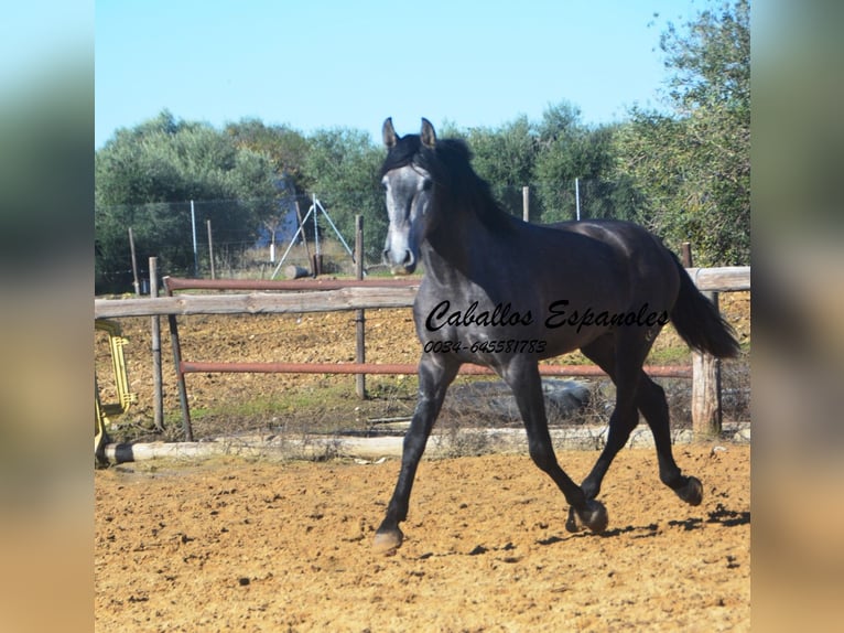 PRE Mix Ogier 4 lat 164 cm Karosiwa in Vejer de la Frontera